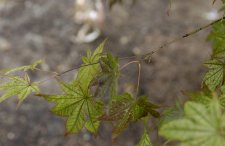 DSC_0003.jpg