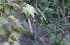 DSC_0005.jpg