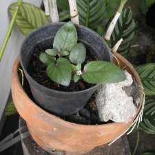 dwarf plant.jpg
