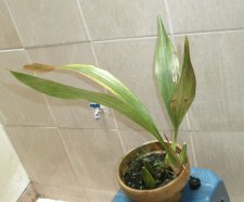 Coelogyne pandurata.JPG