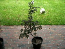Japanese Maple 001.jpg
