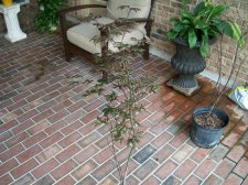 Japanese Maple 002.jpg