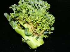 Broccoli3.JPG