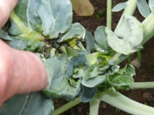 Broccoli2.JPG