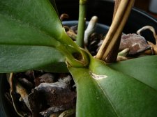 orchid1.jpg