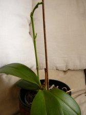 orchid2.jpg