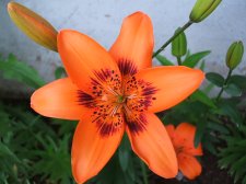 Day lily 1a.JPG