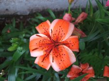 Oriental lily 1aa.JPG