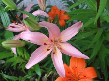 Day lily 2aa.JPG