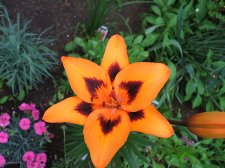 Daylily triangle.JPG