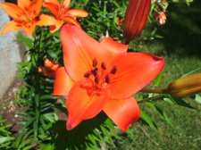 Asiatic lily Cancun.JPG