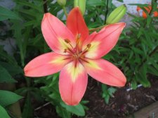 Asiatic Lily, Jacqueline.jpg