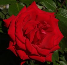 P7108969 Rose.jpg