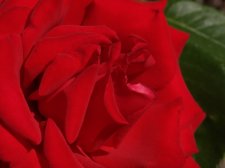 P7108972 Rose.jpg