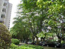 20090627_BarclayJervis_AcerCappadocicum_Cutler_5392.jpg