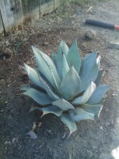 IMAG0124.jpg