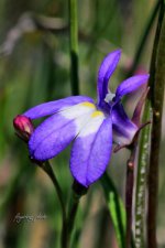 Kalm's Lobelia (Custom).jpg