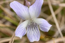 Marsh Violet (Custom).JPG