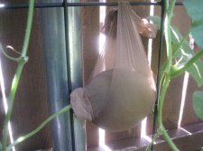 aug 7-09 006.jpg