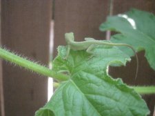 aug 7-09 010.jpg