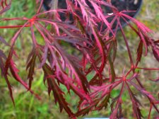 acer april 2009 109.JPG