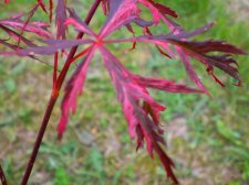 acer april 2009 110.JPG