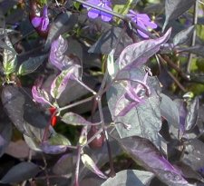 fluorescent purple.jpg