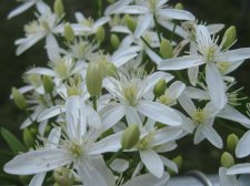 Blakes plant pictures 359.jpg