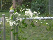 Blakes plant pictures 362.jpg