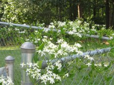 Blakes plant pictures 363.jpg
