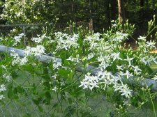 Blakes plant pictures 364.jpg
