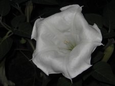 Blakes plant pictures 370.jpg