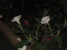Blakes plant pictures 371.jpg