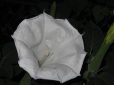 Blakes plant pictures 374.jpg
