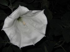 Blakes plant pictures 375.jpg