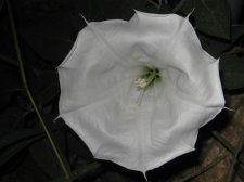 Blakes plant pictures 376.jpg