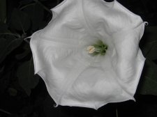Blakes plant pictures 377.jpg