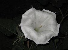 Blakes plant pictures 378.jpg