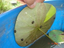 snails.JPG