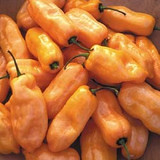 peach habanero.jpg