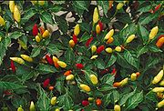 tobasco peppers.jpg