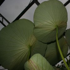 img_0000456.JPG