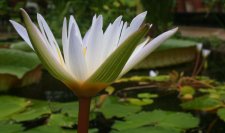 img_0000461.JPG