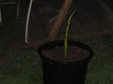 Blakes plant pictures 387.jpg