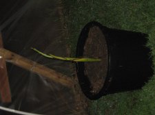 Blakes plant pictures 388.jpg
