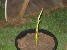 Blakes plant pictures 389.jpg