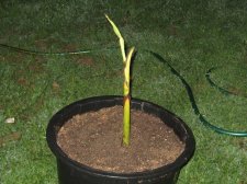 Blakes plant pictures 390.jpg