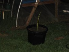Blakes plant pictures 395.jpg