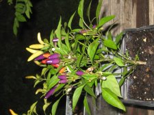Blakes plant pictures 385.jpg