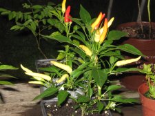 Blakes plant pictures 386.jpg